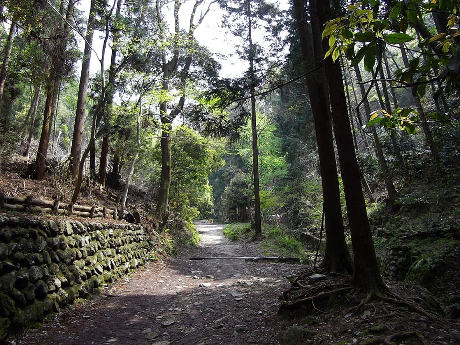 Japan, Forest, Trees, Woods, Nature, outside, path, lane, trail HD wallpaper