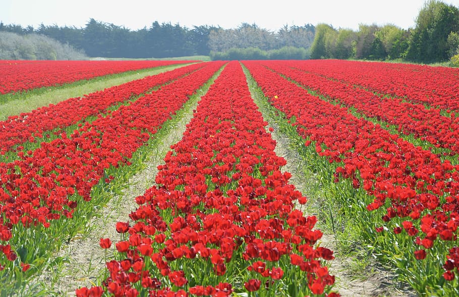 tulips, culture of tulips, flowers, tulips red flowering, spring, HD wallpaper