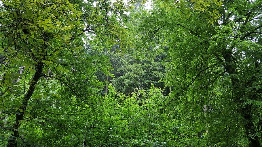 silent, forest, relaxation, green color, nature, tree, outdoors HD wallpaper