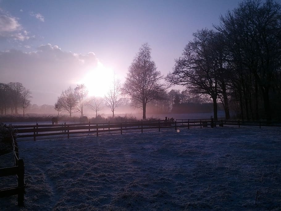 Nature, Landscape, Winter, Sun, Snow, fog, tree, outdoors, no people HD wallpaper