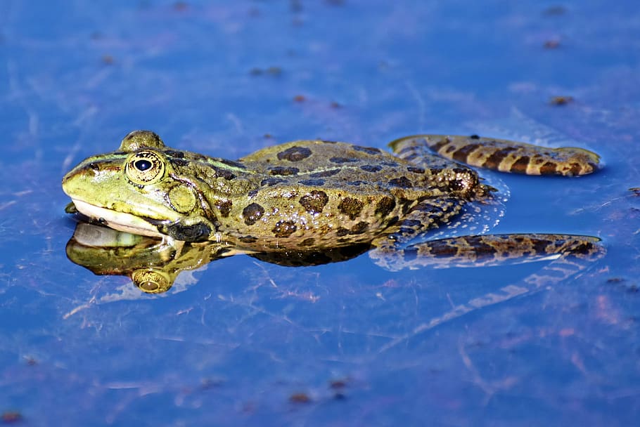 brown frog on blue surface, toad, water creature, pond, amphibian HD wallpaper