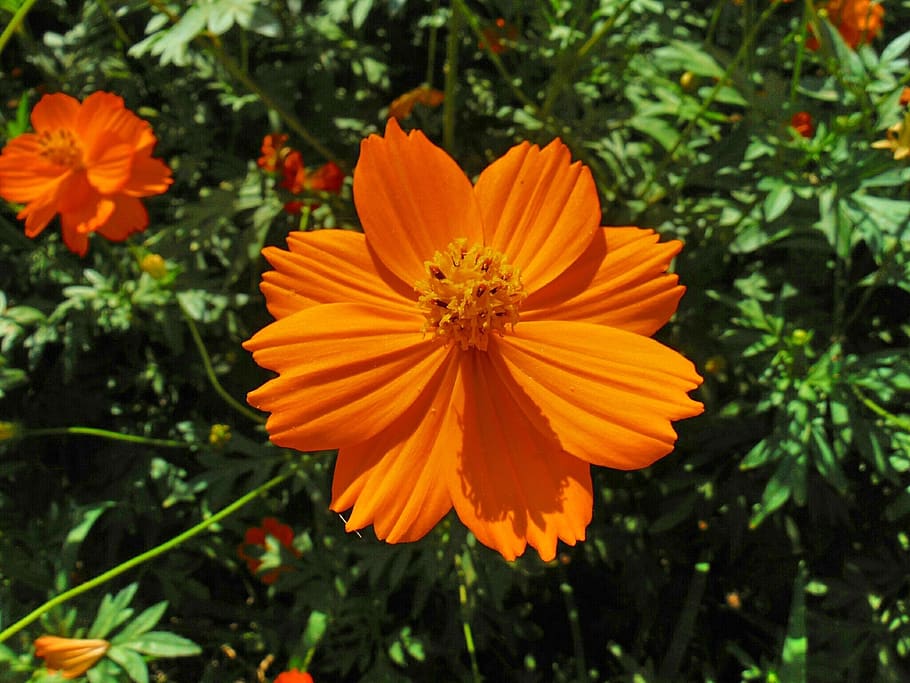 flower, garden, flowering plant, freshness, fragility, petal HD wallpaper