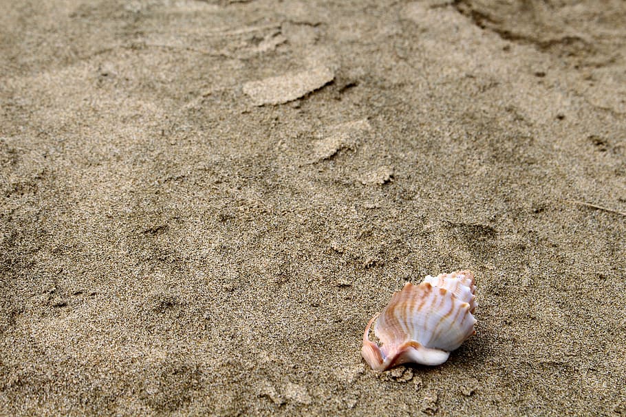Shell, Sand, Beach, Sea, Nature, summer, holiday, beach sand HD wallpaper