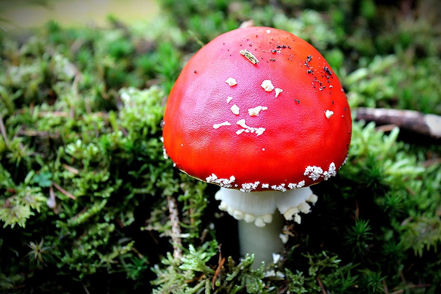 fly agaric, forest, nature, mushroom, fungus, vegetable, food HD wallpaper