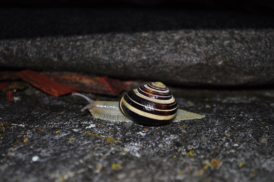snail, animal, shell, nature, molluscs, garden, no people, close-up HD wallpaper