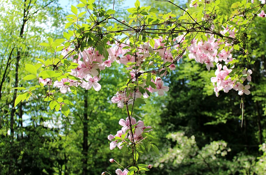 spring, sun, flowers, pink, light, nature, green, outdoors HD wallpaper