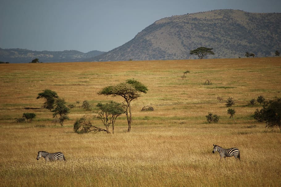 two zebras on grass field and mountain at distance, two zebras on brown field HD wallpaper