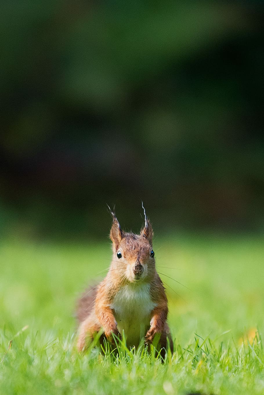 brown squirrel standing on the grass field, brown squirrel standing on grass field at daytime selective focus photography HD wallpaper