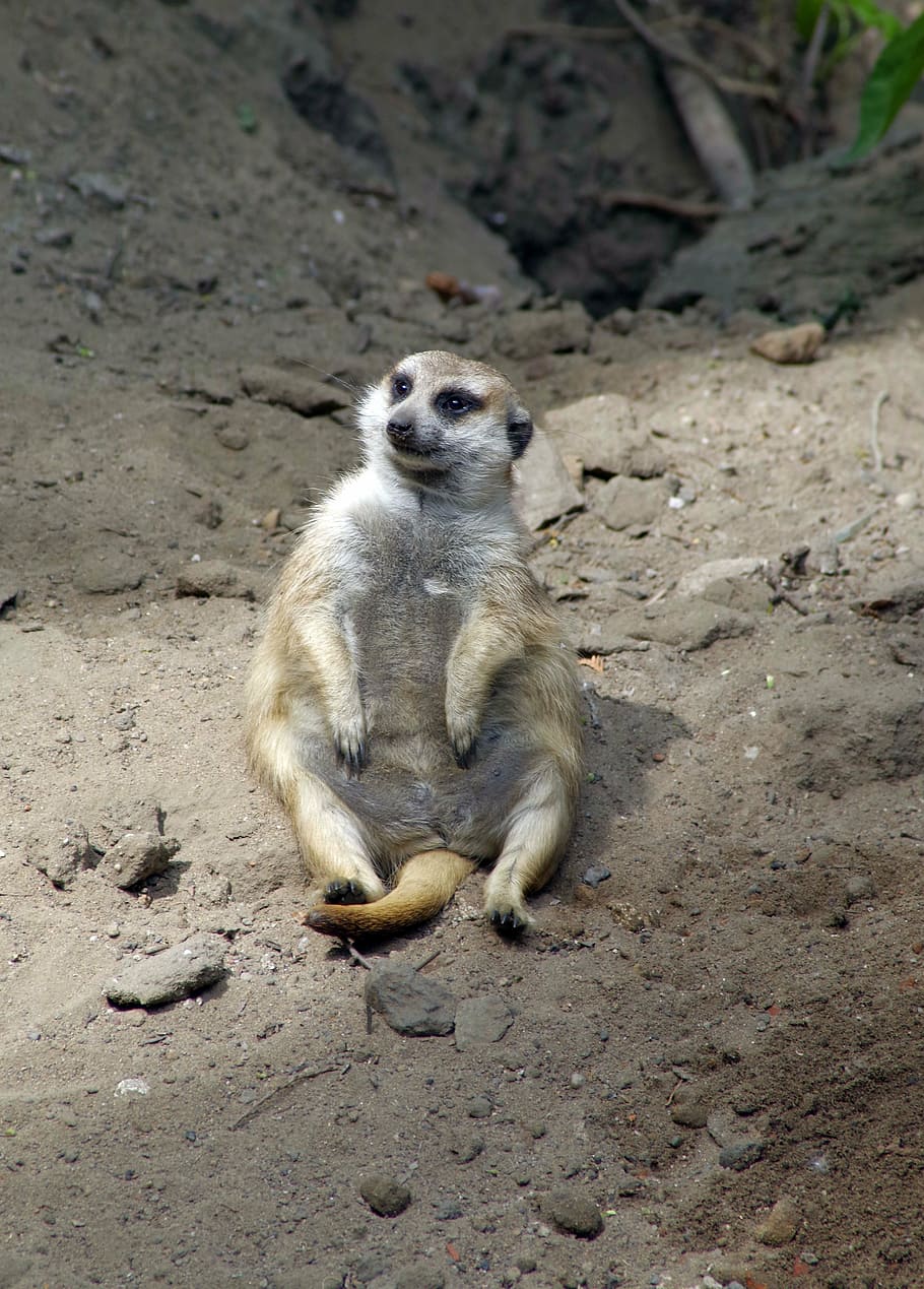 surykatka, sitting, funny, pet, animal, zoo, zoological garden HD wallpaper