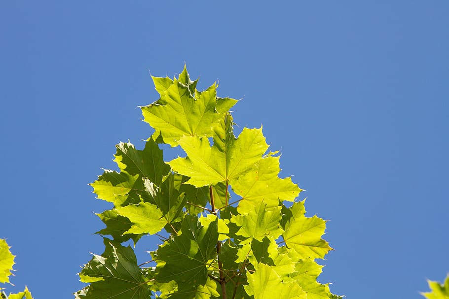 Leaf, Sun, Blue Sky, Towards The Light, green leaf, yellow, HD wallpaper