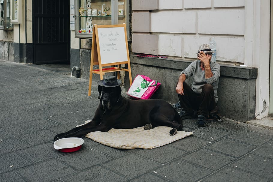 man sitting beside the dog, adult black great dane prone lying on mat beside coin tray and man sitting at the back of dog