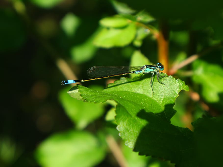 dragonfly, nature, lakeside, insect, macro, national sanctuary tabaconas HD wallpaper