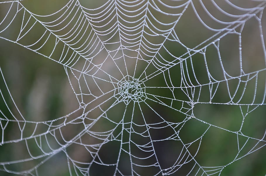 shallow focus photography of cobweb, morning dew, network, case HD wallpaper