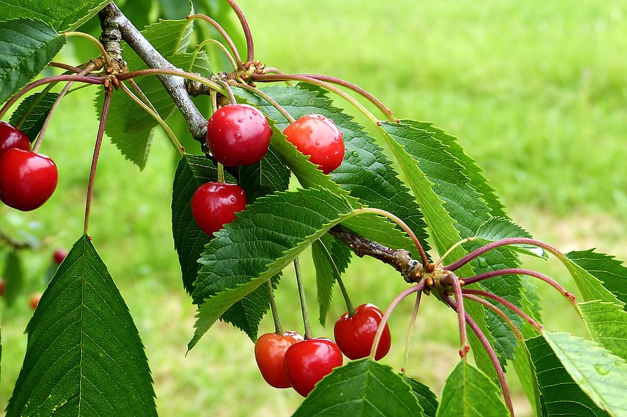 Cherry, Nature, Summer, Fruit, reported, red, healthy, delicious HD wallpaper