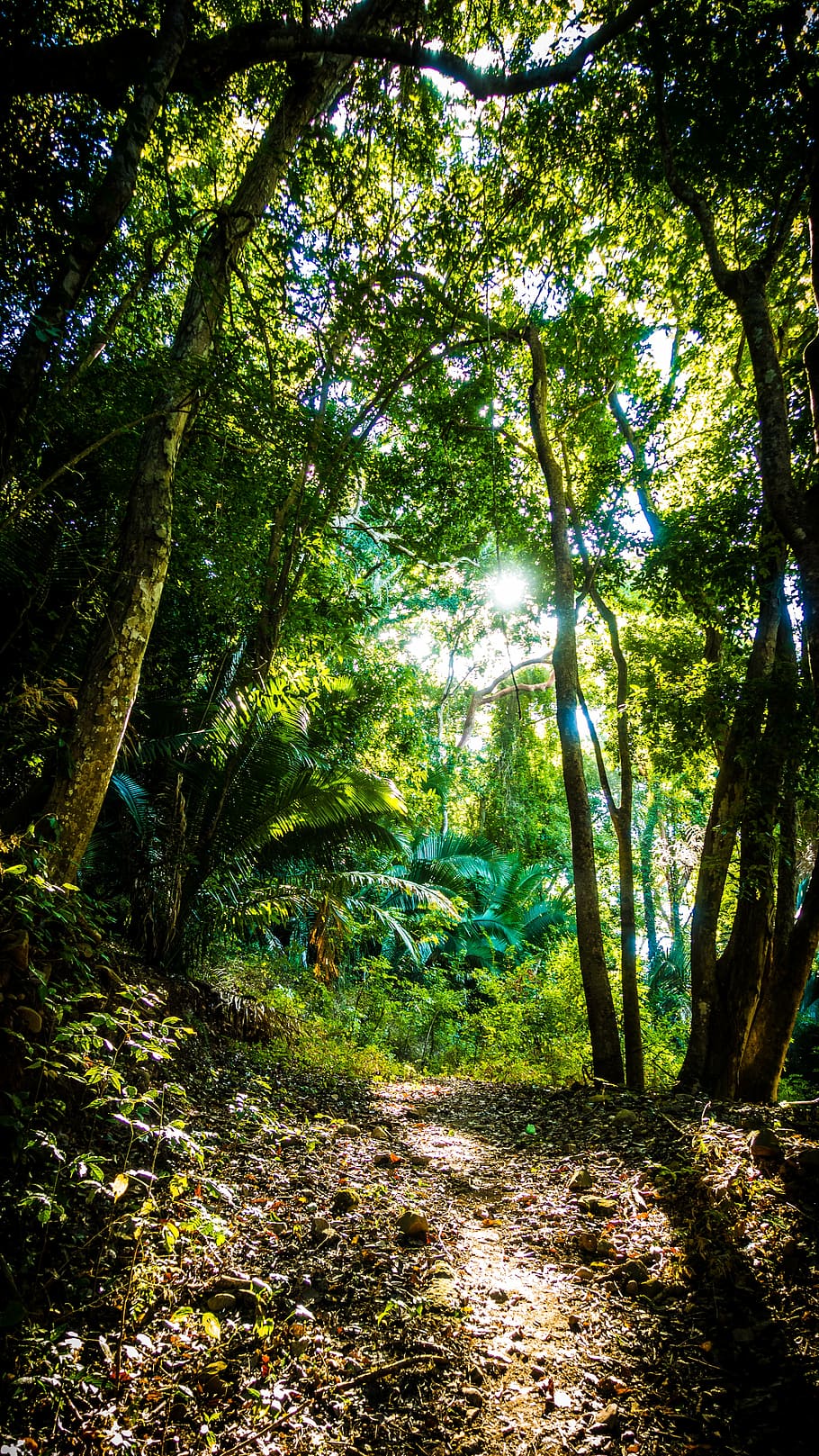 daylight, environment, foot path, forest, grass, growth, guidance HD wallpaper