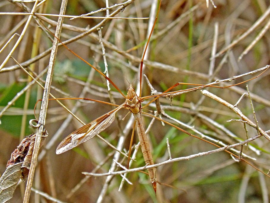 Mosquito, Macro, Pins, nature, focus on foreground, close-up HD wallpaper
