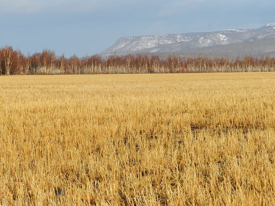 fields, late autumn, grass, mountains, forest, nature, landscape HD wallpaper