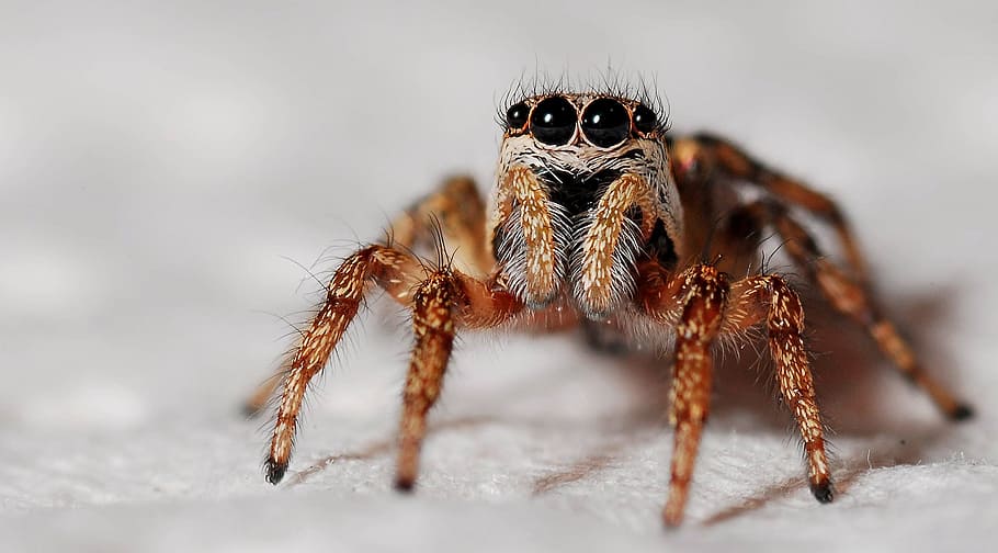 brown jumping spider macro photography, zebra spider, insect HD wallpaper