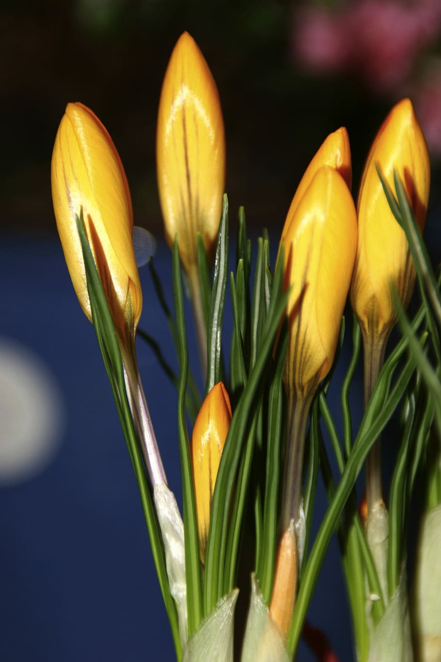 Daffodils, Flowers, Bouquet, Spring, yellow, plant, close, blossom HD wallpaper