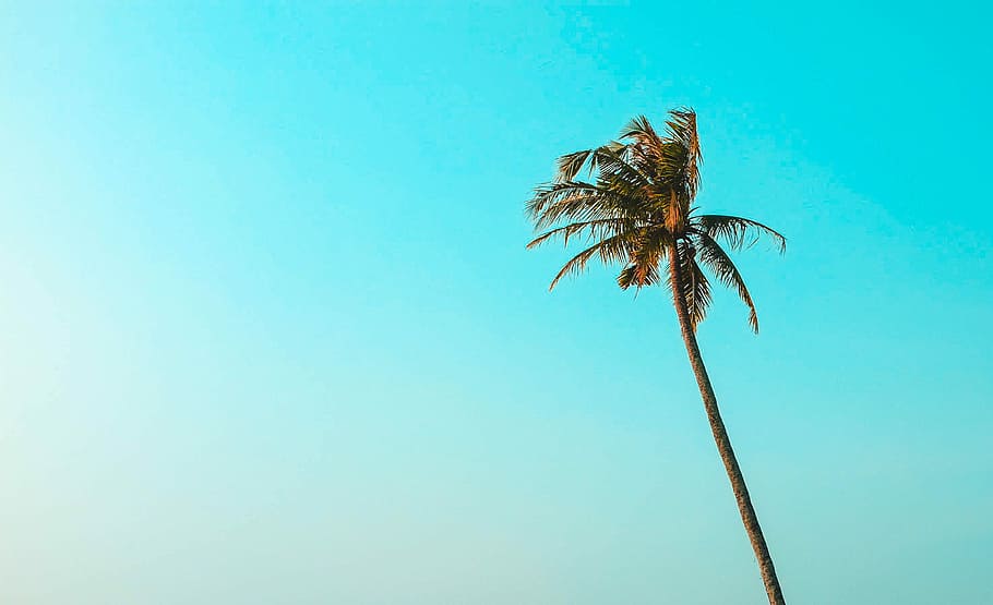 green leafed coconut tree under teal sky, low-angle photography of palm tree