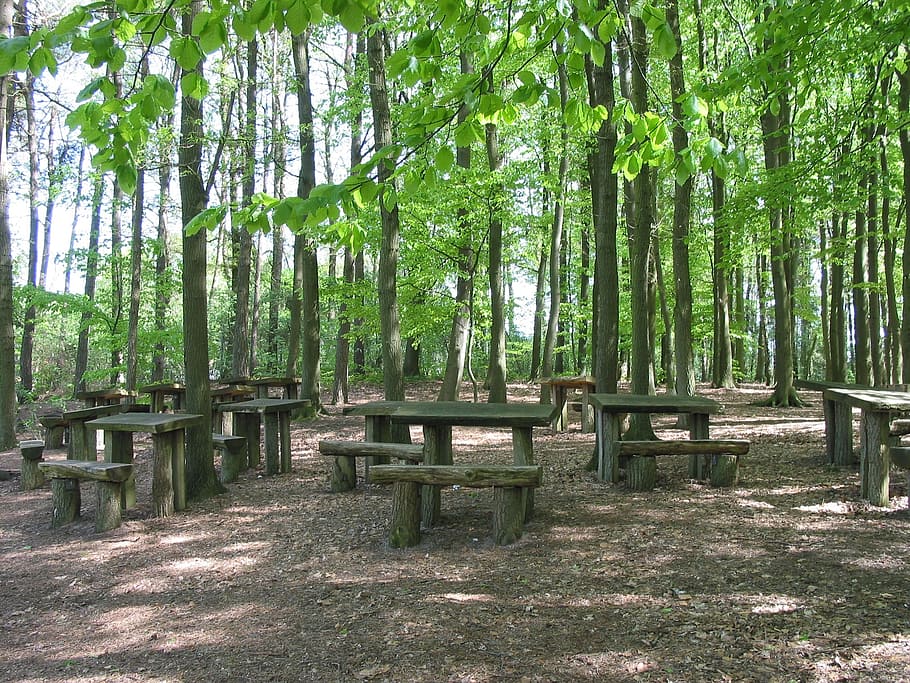 forest, benches, green, hare school, tree, plant, tranquility HD wallpaper