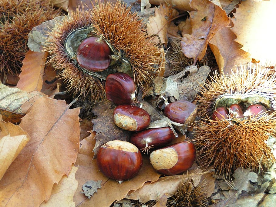 chestnuts, curly, autumn, food, food and drink, chestnut - food HD wallpaper