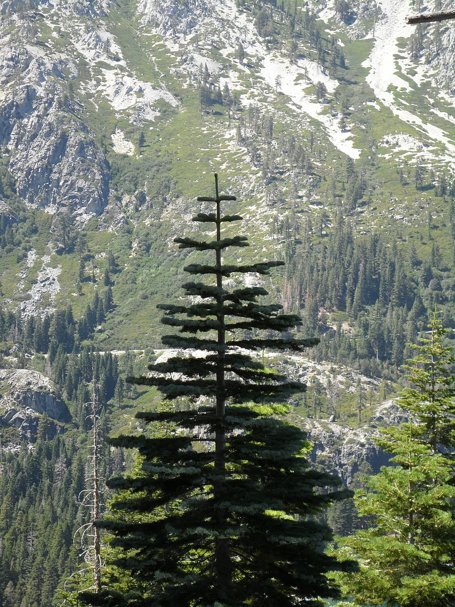 Pine Tree, Pine, Forest, Outdoors, scenery, wilderness, mountain HD wallpaper