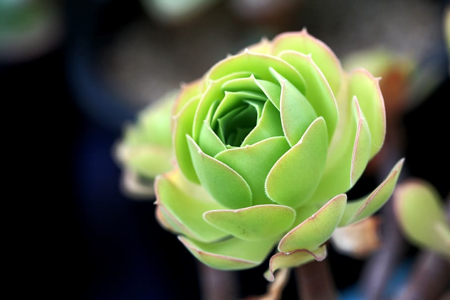 close-up photograph of green succulent, a fleshy plant, fleshy in this, HD wallpaper