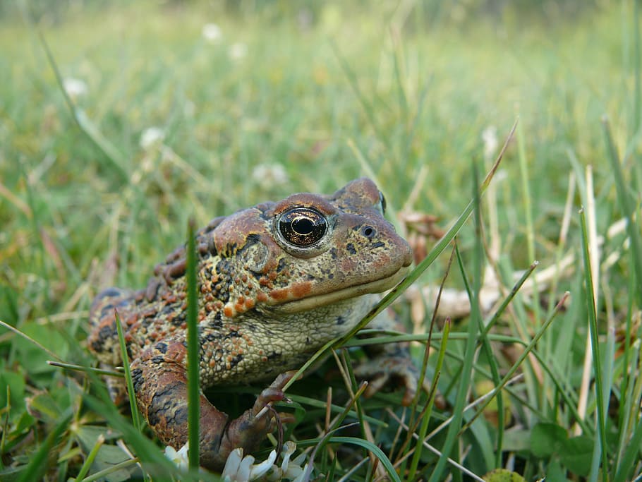 frog, animal, toad, nature, jump, eye, pet, one animal, animals in the wild HD wallpaper