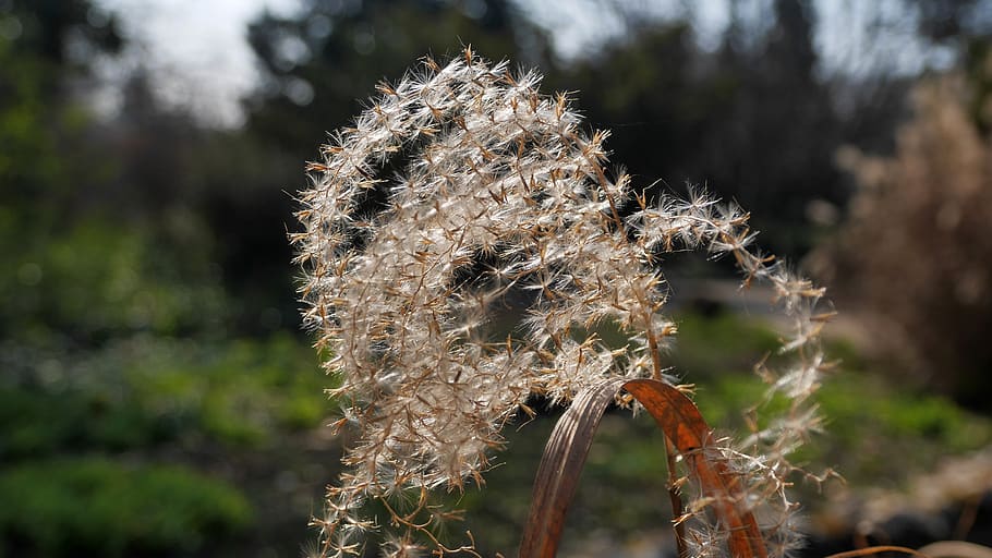 spring, reed, dry, backlight, plant, focus on foreground, nature HD wallpaper