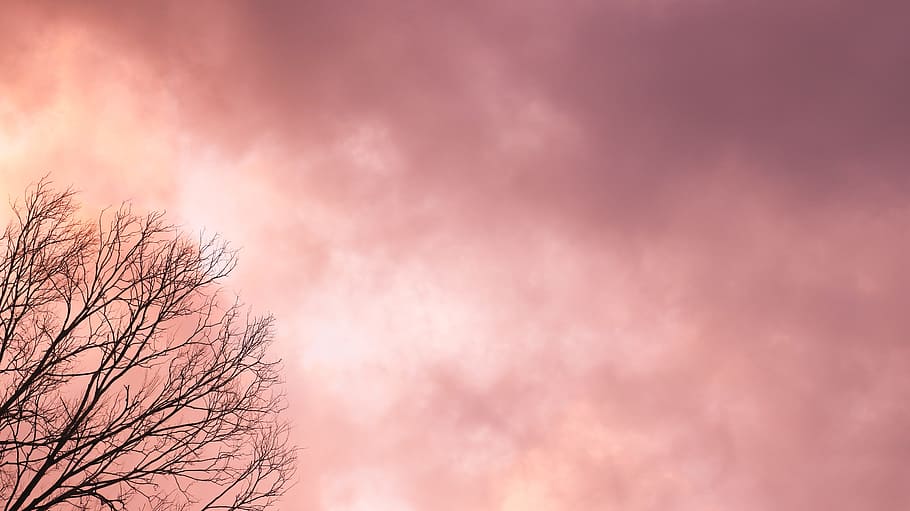 Sunset, Clouds, Sundown, Sunlight, Tree, sunset clouds, sky HD wallpaper