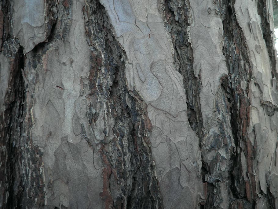 tree, bark, pine, plant, log, structure, wood, tree bark, grain HD wallpaper