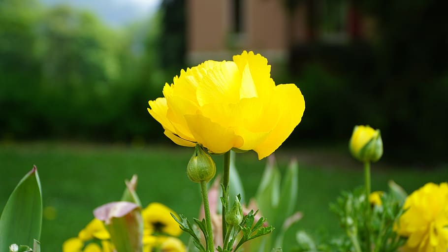 flower, yellow, yellow flower, close up, garden, plant, summer, HD wallpaper