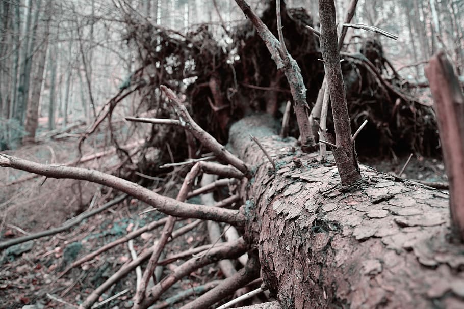 Dead Tree, Dry, Old, gnarled, log, aesthetic, wood, nature HD wallpaper