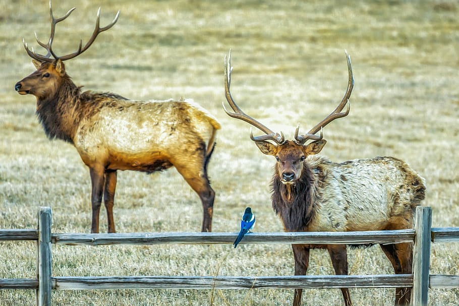 Elk Meets Magpie, two brown deer, bird, rack, outdoors, wildlife, HD wallpaper