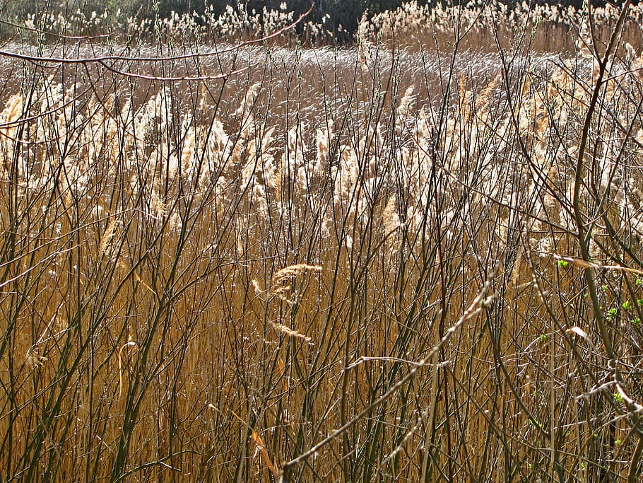 reed, pond, spring, plants, vegetation, stalks, tangle, land HD wallpaper