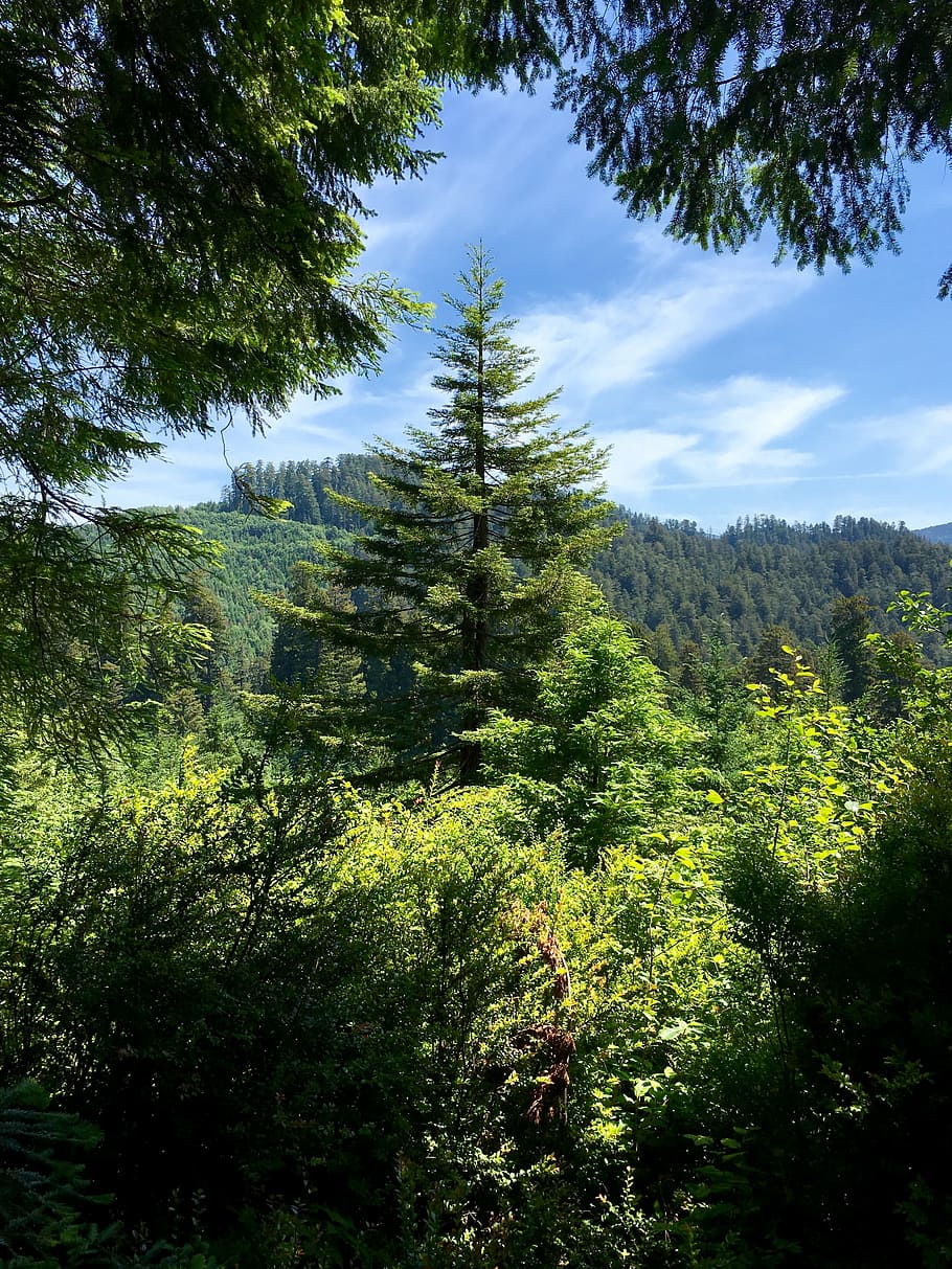 trees, forest, forest trees, nature, landscape, green, wood HD wallpaper