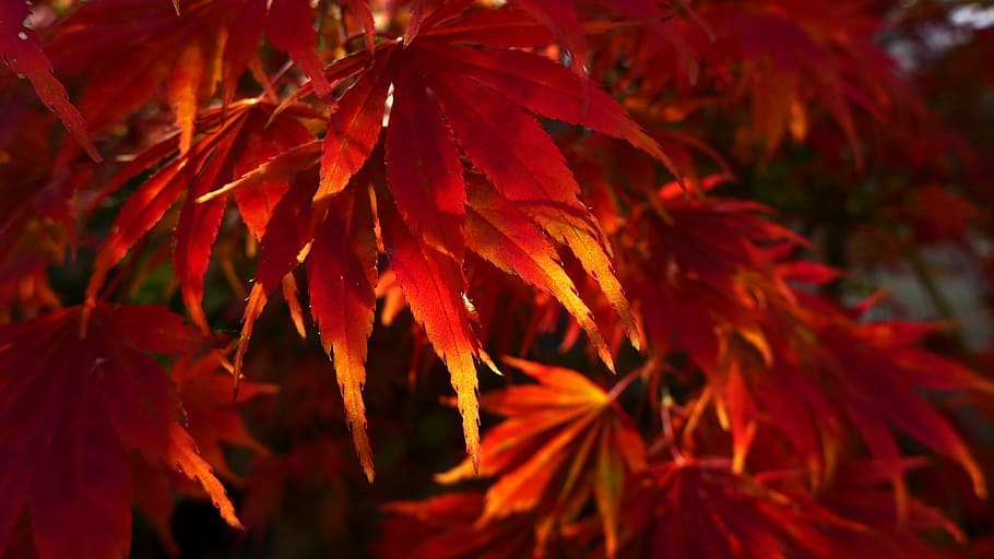 Leaves, Fall Foliage, red, autumn, leaf, maple tree, change HD wallpaper