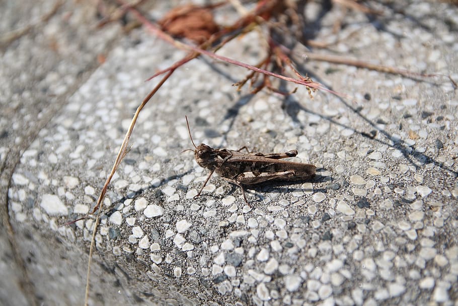 invoice-grasshopper, nature, forest, mountain, bug, autumn HD wallpaper