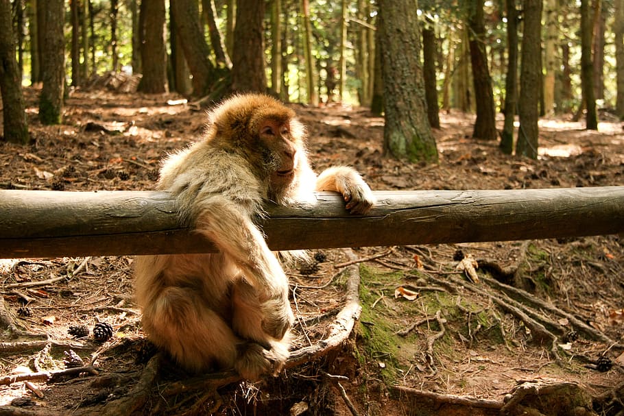 monkey, forest, zoo, animal themes, tree, mammal, animal wildlife HD wallpaper