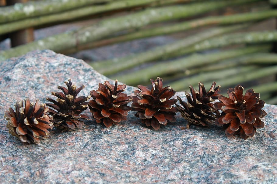 Cones, Tree, Stone, Nature, summer, no people, day, flower HD wallpaper