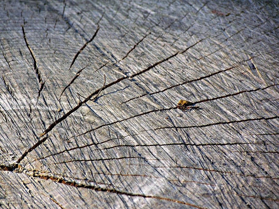 trunk, tree, jar, nature, próchniejący stock, cross section of the trunk HD wallpaper