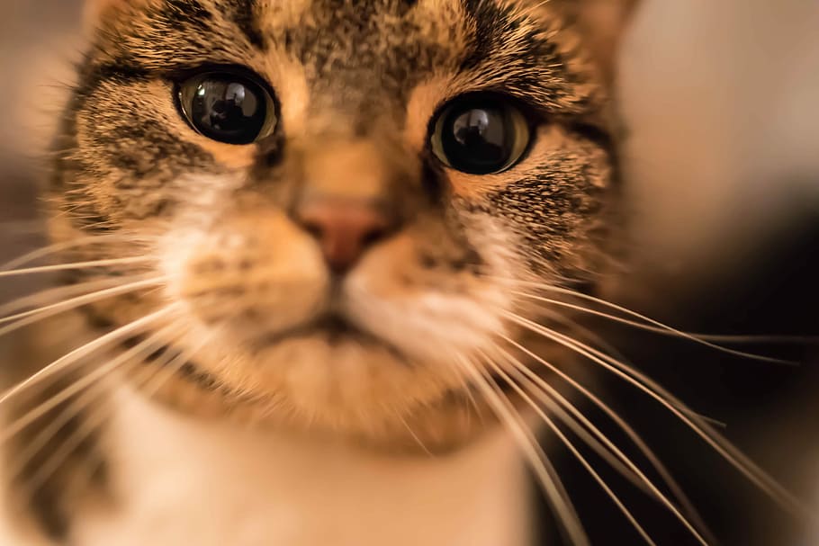 Cat, Focus, Aperture, Cute, Animal, domestic cat, pets, portrait HD wallpaper