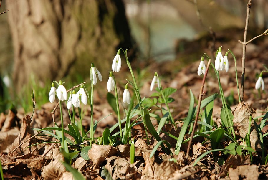 Snowdrop, Spring, Forest, Flower, flowers, plants, nature, no people HD wallpaper