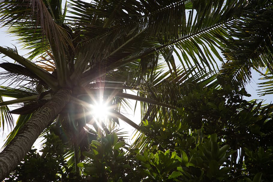tree, palm, nature, tropical, plant, tropical climate, palm tree HD wallpaper