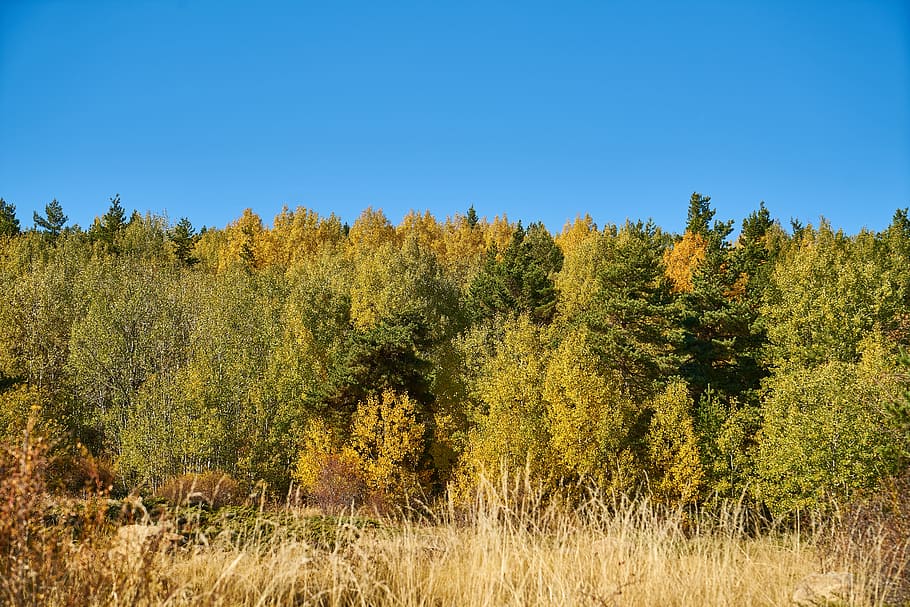 forest, tree, branch, autumn, sky, blue, day, sunny, sunlight, HD wallpaper