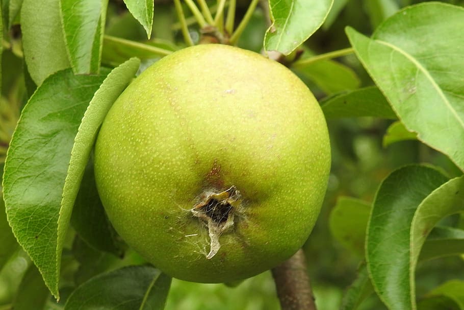 pear, fruit, nature, summer, vitamins, food and drink, healthy eating HD wallpaper