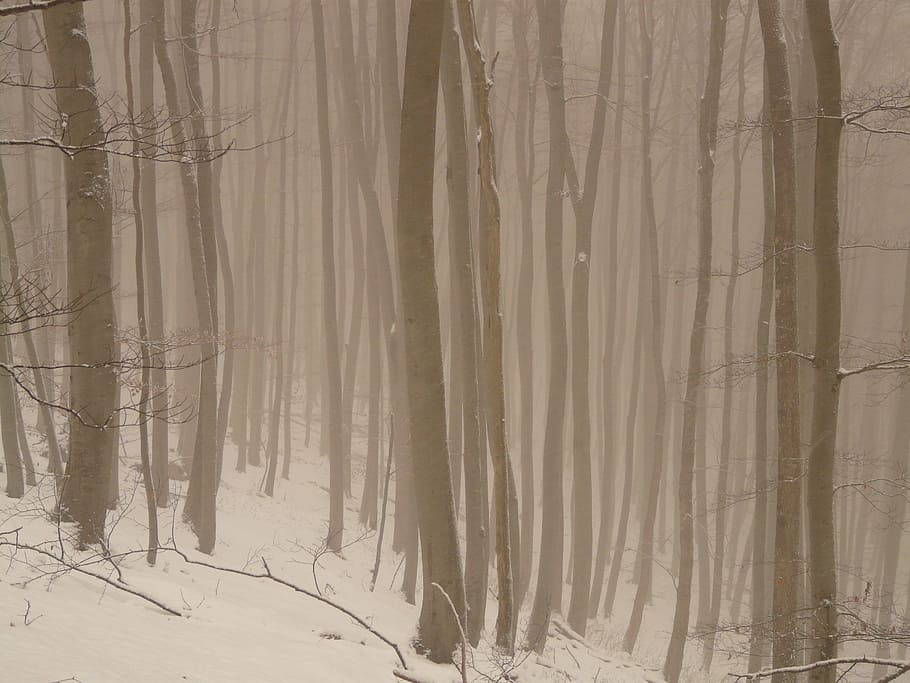 trees in mist, tree trunks, fog, haze, cold, winter, snow, frost HD wallpaper
