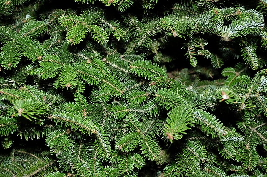 Texture, Tree, Fir, Spruce, Pine, pattern, material, surface HD wallpaper