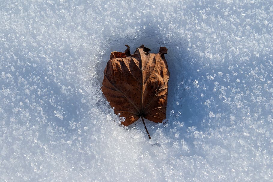 Winter, Leaf, Snow, White, Dead, Frost, frozen leaf, zers, nature HD wallpaper